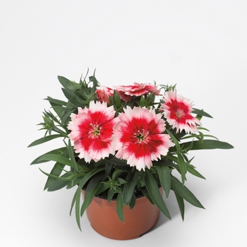 Dianthus chinensis (Pinks) - Super Parfait™ 'Red Peppermint' Dianthus chinensis (Pinks) - Super Parfait™ 'Red Peppermint'