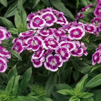 Dianthus barbatus (Sweet William) - Barbarini&reg; 'Purple Picotee'