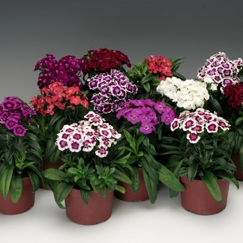 Dianthus barbatus (Sweet William) - Barbarini&reg; 'Mix'