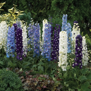 Delphinium elatum - Excalibur&trade; 'Dark Blue White Bee'