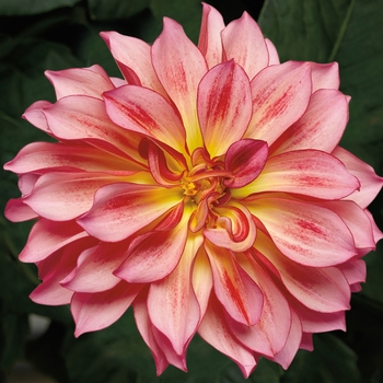 Dahlia - Grandalia&trade; Sunrise