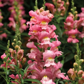 Antirrhinum majus (Snapdragon) - Snaptastic™ 'Pink' Antirrhinum majus (Snapdragon) - Snaptastic™ 'Pink'