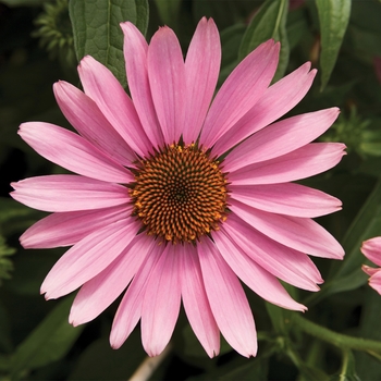 Echinacea purpurea (Coneflower) - Prairie Splendor&trade; 'Deep Rose'
