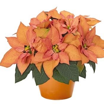 Euphorbia pulcherrima - 'Autumn Leaves' Poinsettia