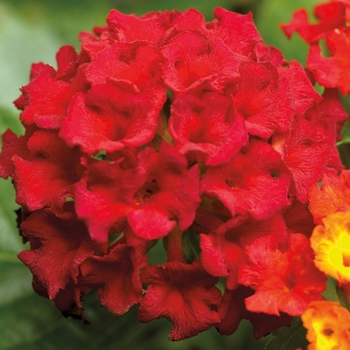 Lantana camara - Bandana&reg; 'Red'