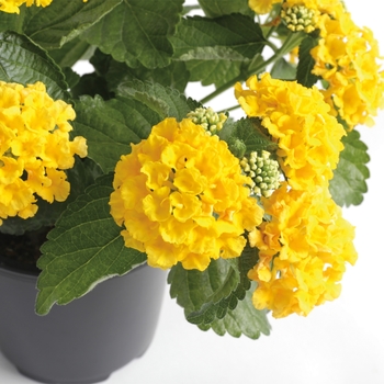 Lantana camara - Bandana&reg; 'Yellow'