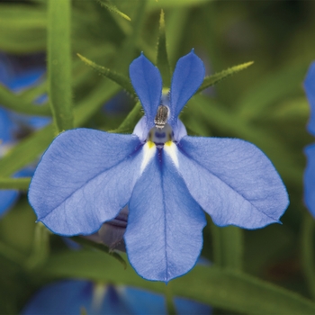 Lobelia erinus - Techno&reg; Electric Blue