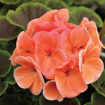 Pelargonium x hortorum (Zonal Geranium) - BullsEye™ 'Salmon'