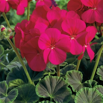 Pelargonium x hortorum (Zonal Geranium) - BullsEye™ 'Cherry'