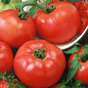 Lycopersicon esculentum - 'Chef's Choice Red' Tomato Lycopersicon esculentum - 'Chef's Choice Red' Tomato