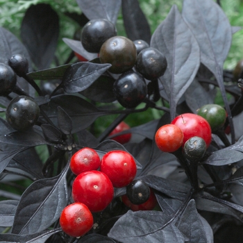Capsicum annuum ''Onyx Red'' (Ornamental Pepper) - Onyx Red Ornamental Pepper Capsicum annuum ''Onyx Red'' (Ornamental Pepper) - Onyx Red Ornamental Pepper