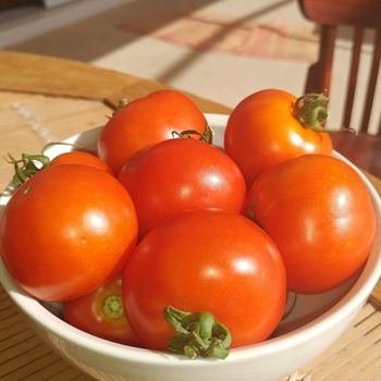 Lycopersicon esculentum - 'Red Racer' Tomato Lycopersicon esculentum - 'Red Racer' Tomato
