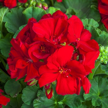 Pelargonium (Interspecific Geranium) - Calliope&reg; Medium Red