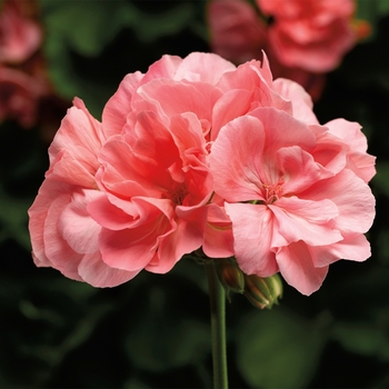 Pelargonium - Interspecific Geranium