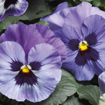 Viola x wittrockiana (Pansy) - Delta™ Premium 'Marina'