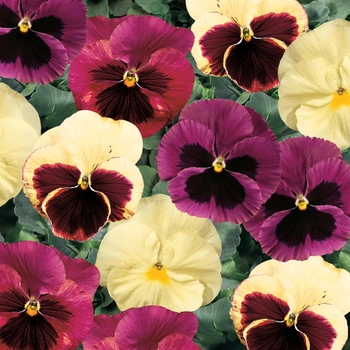 Viola x wittrockiana (Pansy) - Delta™ Premium 'Apple Cider Mix'