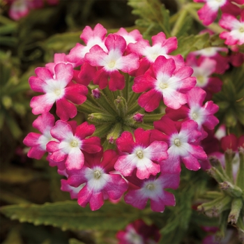 Verbena - Obsession&trade; 'Twister&trade; Red'