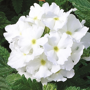 Verbena - Tuscany&trade; 'White'