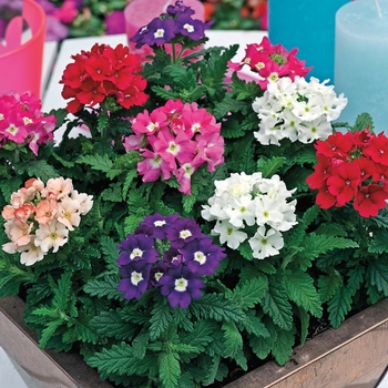 Verbena - Tuscany&trade; 'Mix'