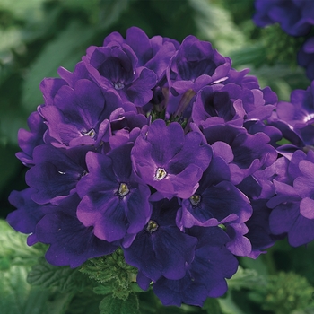 Verbena - Tuscany&trade; 'Blue'