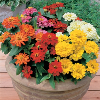 Zinnia elegans - Short Stuff&trade; Mix