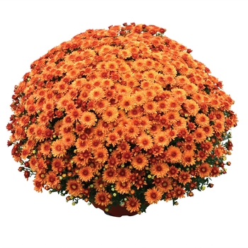 Chrysanthemum x morifolium ''Beverly™ Orange'' (Garden Mum) - Beverly™ Orange Garden Mum