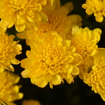 Chrysanthemum x morifolium - 'Rhonda™ Yellow' Garden Mum Chrysanthemum x morifolium - 'Rhonda™ Yellow' Garden Mum