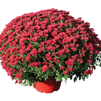 Chrysanthemum x morifolium - 'Rhonda™ Red' Garden Mum Chrysanthemum x morifolium - 'Rhonda™ Red' Garden Mum