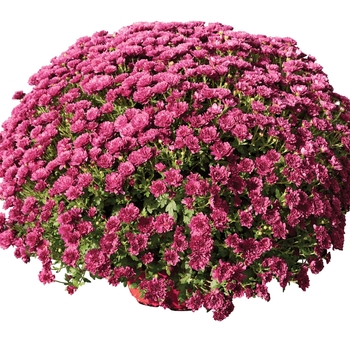 Chrysanthemum x morifolium - 'Rhonda™ Purple' Garden Mum Chrysanthemum x morifolium - 'Rhonda™ Purple' Garden Mum