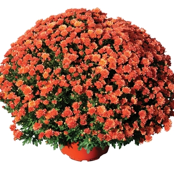 Chrysanthemum x morifolium - 'Rhonda™ Bronze' Garden Mum Chrysanthemum x morifolium - 'Rhonda™ Bronze' Garden Mum