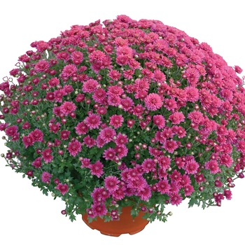 Chrysanthemum x morifolium ''Nikki™ Dark Pink'' (Garden Mum) - Nikki™ Dark Pink Garden Mum