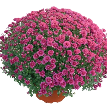 Chrysanthemum x morifolium ''Nikki™ Dark Pink'' (Garden Mum) - Nikki™ Dark Pink Garden Mum Chrysanthemum x morifolium ''Nikki™ Dark Pink'' (Garden Mum) - Nikki™ Dark Pink Garden Mum