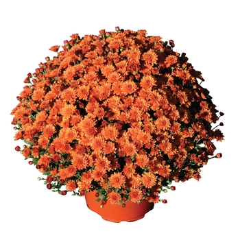 Chrysanthemum x morifolium ''Keeley™ Orange'' (Garden Mum) - Keeley™ Orange Garden Mum Chrysanthemum x morifolium ''Keeley™ Orange'' (Garden Mum) - Keeley™ Orange Garden Mum