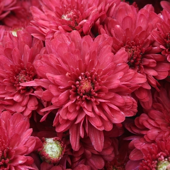 Chrysanthemum x morifolium - 'Wanda™ Red' Garden Mum Chrysanthemum x morifolium - 'Wanda™ Red' Garden Mum
