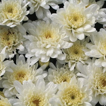 Chrysanthemum x morifolium ''Makenzie™ White'' (Garden Mum) - Makenzie™ White Garden Mum