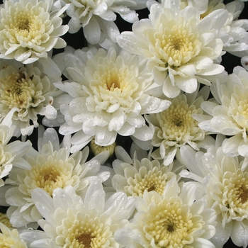 Chrysanthemum x morifolium ''Makenzie™ White'' (Garden Mum) - Makenzie™ White Garden Mum Chrysanthemum x morifolium ''Makenzie™ White'' (Garden Mum) - Makenzie™ White Garden Mum