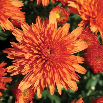 Chrysanthemum x morifolium ''Makenna™ Orange'' (Garden Mum) - Makenna™ Orange Garden Mum