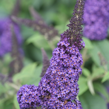 Buddleia 'SMNBDBT' PP28794 CBRAF (Butterfly Bush) - Butterfly Bush