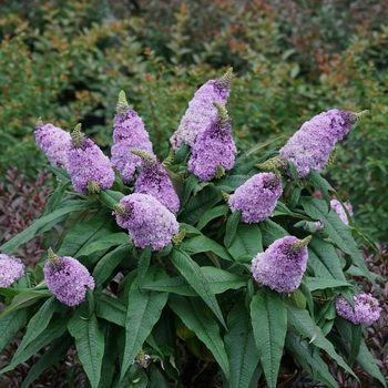 Buddleia (Butterfly Bush) - Pugster&reg; Amethyst