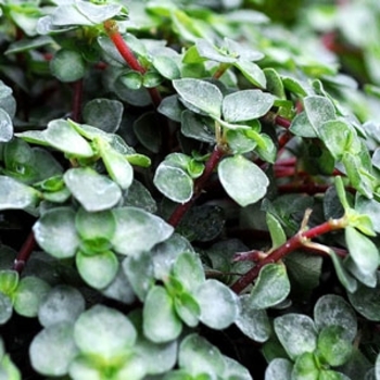 Pilea glauca - Red Stem Pilea