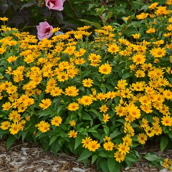 Heliopsis helianthoides - 'Tuscan Sun' Perennial Sunflower