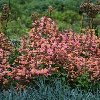 Agastache - 'Mango Tango' Anise Hyssop