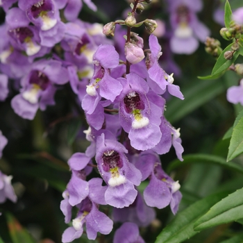 Angelonia angustifolia (Summer Snapdragon) - Serenita&reg; Blue Sky