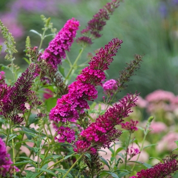 Buddleia davidii (Butterfly Bush) - Monarch&reg; 'Queen of Hearts'