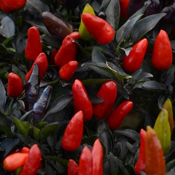 Capsicum annuum ''Midnight Fire'' (Ornamental Pepper) - Midnight Fire Ornamental Pepper Capsicum annuum ''Midnight Fire'' (Ornamental Pepper) - Midnight Fire Ornamental Pepper