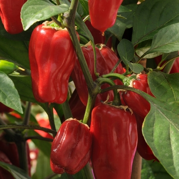 Capsicum annuum - 'Sweet Heat' Hot Pepper, Bell Pepper Capsicum annuum - 'Sweet Heat' Hot Pepper, Bell Pepper