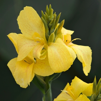 Canna x generalis - Canna Lily Canna x generalis - Canna Lily