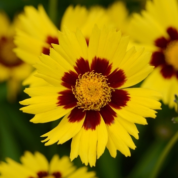 Coreopsis grandiflora 'SunKiss' (Tickseed) - SunKiss Tickseed