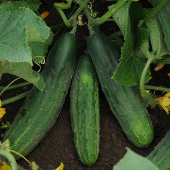 Cucumis sativus - 'Patio Snacker' Cucumber Cucumis sativus - 'Patio Snacker' Cucumber