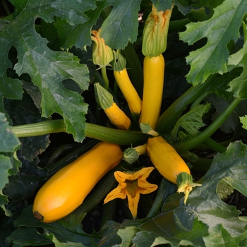 Cucurbita pepo (Zucchini, Summer Squash) - Easy Pick 'Gold II'
